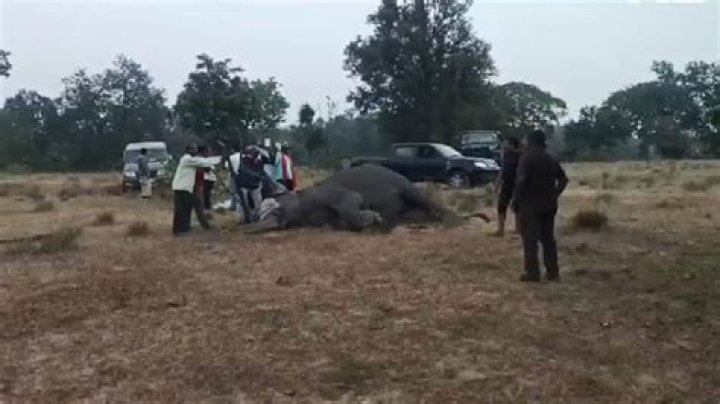 
One dead, five injured in wild elephant attack in Assam 